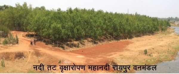 नदियों का तट हुआ हराभरा