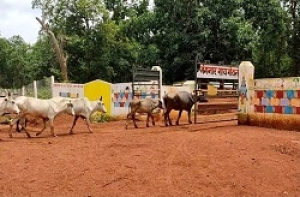 गौठान मंगनार: पशुओं को ठौर मिलने के साथ ही महिलाओं को मिला आय का साधन