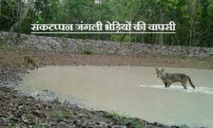 संकटप्पन जंगली भेड़िया ( उत्तर बस्तर )