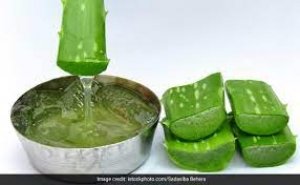 एलोवेरा में ये चीज मिलाकर हफ्ते में लगा लीजिए 2 बार, फेस पर पड़ी सिलवटें हो जाएंगी गायब आएगा गजब का निखार