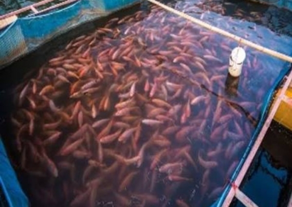 मत्स्य पालक भलीभांति समझ बूझकर ही राशि निवेश करें सहायक संचालक ने की अपील