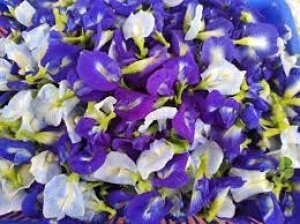 कोरिया : ’अपराजिता के फूलों से तैयार की जा रही है ’ब्लू टी’