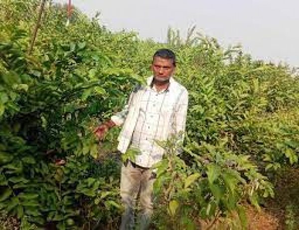 महात्मा गांधी नरेगा के सहयोग से रज्जू ने लगाये 500 अमरुद के पौधे