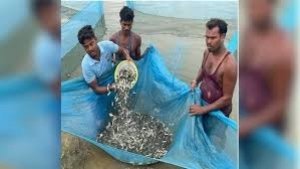 छत्तीसगढ़ का मत्स्य बीज हब बना कांकेर