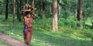 वनाधिकार क्रियान्वयन में छत्तीसगढ़ की अग्रणी भूमिका—वन विभाग की सशक्त प्रतिबद्धता का प्रमाण
