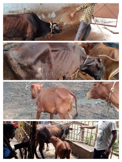 मुख्यमंत्री बघेल के गौठान योजना की खुलेआम उड़ रही दुर्ग निगम में धज्जी