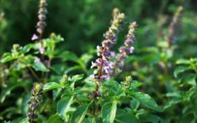 इम्युनिटी के लिए किसी वरदान से कम नहीं है तुलसी, कोरोना काल में बढ़ी मांग