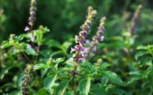 इम्युनिटी के लिए किसी वरदान से कम नहीं है तुलसी, कोरोना काल में बढ़ी मांग