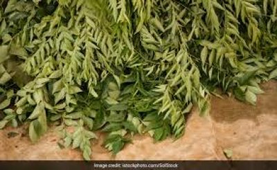 दिखने में छोटे और सुंदर ये हरे पत्ते आपकी सेहत के लिए हैं चमत्कारी, रोजाना 5 भी खाए लिए तो बीमारियां रहेंगी दूर