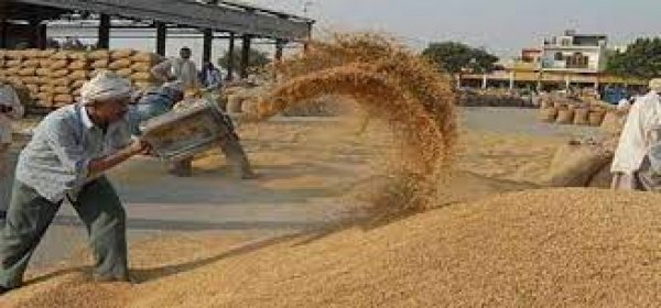 52,959 किसानों ने अब तक 20,85,182.80 क्विंटल धान का किया विक्रय