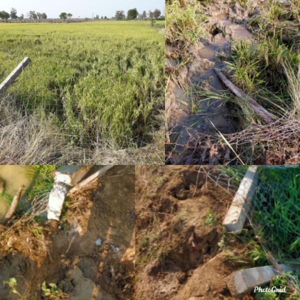 हाथियों के दल ने धान की फसल  को पहुंचाया नुकसान