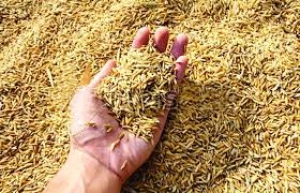 धान और मक्का बेचने वाले नये किसानों का पंजीयन 31 अक्टूबर तक : पुराने किसानो को धान और मक्का बिक्री के लिए नहीं कराना पड़ेगा पंजीयन
