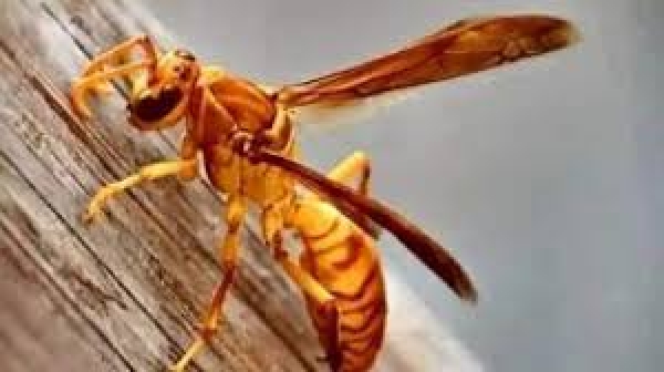 ततैया के जहर से तैयार एंटीबायोटिक दवा सुपरबग बैक्टीरिया का करेगी खात्मा