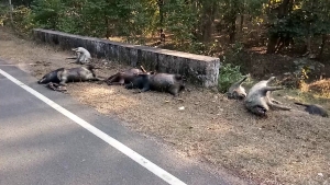 सडक किनारे आधा दर्जन से भी अधिक सूअर के शव, राहगीरों में दहशत