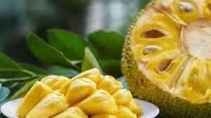 डायबिटिक रोगी के लिए वरदान है कटहल, जानें किस तरह खाने पर मिलेगा फायदा
