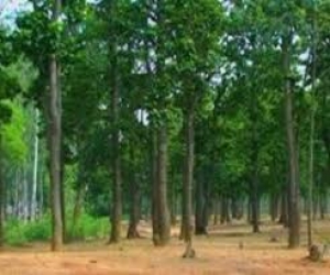 धमधा और पाटन डिविजन में वन विभाग की सतत निगरानी: जनवरी 2025 से अब तक 39 वन अपराध दर्ज