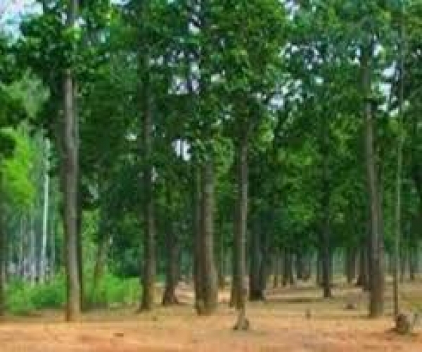 धमधा और पाटन डिविजन में वन विभाग की सतत निगरानी: जनवरी 2025 से अब तक 39 वन अपराध दर्ज