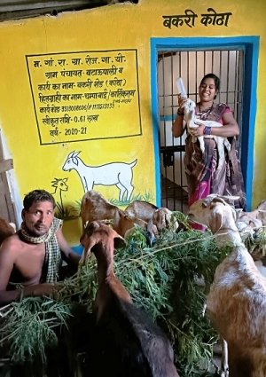 मनरेगा से बने शेड ने बकरी पालन व्यवसाय को दी मजबूती