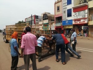 रोका-छेका संकल्प अभियान के तहत 513 पशु मालिकों से भराया गया संकल्प पत्र, सड़क किनारे घूमने वाले आवारा पशुओं की हो रही है धरपकड़