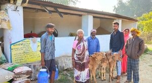 बासठ वर्षीय  तुलसी साहू पशुपालन से कमा रही हैं हर महीने 30 से 40 हजार रुपए