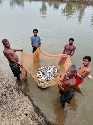 मत्स्य पालकों को स्थानीय हेचरियों से मिल रहे रियायती मूल्य पर मत्स्य बीज