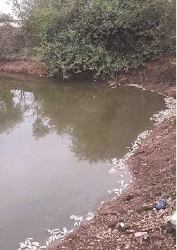 फरहद तालाब से मर रहीं है मछलियां, पानी हो चुका है दूषित