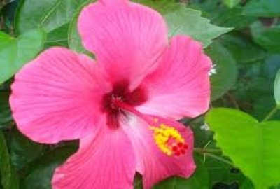 पौधारोपण के 31 वास्तु टिप्स