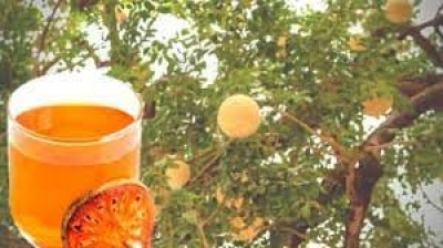 गर्मियों में पेट के लिए फायदेमंद है बेल का शरबत, जानें रेसिपी
