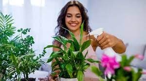 इन प्लांट की मदद से बढ़ेगी घर की रौनक, आज ही आजमाएं ये आसान सी फेंगशुई टिप्स