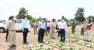 न्यूनतम समर्थन मूल्य में तेन्दूपत्ता खरीदी कर वनवासियों को अधिक से अधिक लाभान्वित करें -कलेक्टर