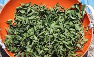 पतले बालों को भी घना और लंबा बना देते हैं ये पत्ते, जानिए नाम और इस्तेमाल