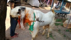 कुर्बानी के लिए लाये बाहुबली की नहीं होगी कुर्बानी जाने क्यों हुआ ऐसा ....