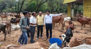 महापौर ने गौठान प्रभारी दीपक साहू व अधिकारियों के साथ किया गोकुल नगर स्थित गौठान का निरीक्षण