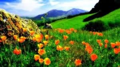 स्ट्रेस हार्मोन को करना है कंट्रोल तो घर के बाहर लगाएं रंग-बिरंगे फूल