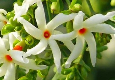 घर के आसपास पारिजात का पवित्र पेड़ लगा लिया तो होंगे 5 चमत्कारिक फायदे