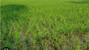 ग्रीष्मकालीन धान को कीट प्रकोप से बचाने समसामयिक सलाह