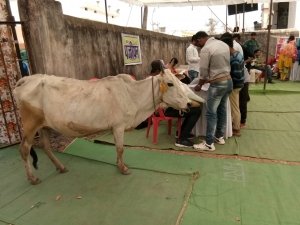 संकल्प परियोजना के तहत,रोजगार मेला का किया गया आयोजन