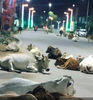 दुर्ग शहर की बदहाली: आवारा पशु, गड्ढे और अंधेरे में डूबी सड़कें — शहरी सरकार की निष्क्रियता पर उठ रहे सवाल