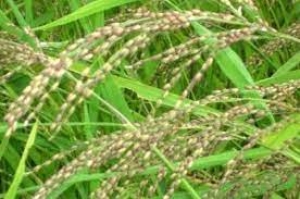 राज्य में तेजी से जारी है दलहनी फसलों की बुआई