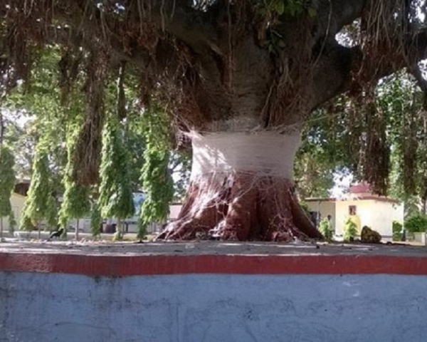 वृक्ष की पूजा और परिक्रमा करने के 10 फायदे