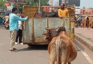 शहर के सड़को से आवारा पशुओं  को हटाने की मुहिम में लगातार जुटा निगम: शहर क्षेत्रो में आवारा पशुओं को पकड़ने चला अभियान तेज