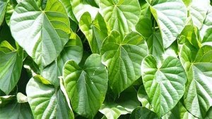 क्या गिलोय से खराब होता है लिवर? चौंकाने वाली जानकारी