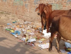 निगमायुक्त इन्द्रजीत बर्मन ने सुबह साइकिल से किए वार्ड में  साफ सफाई व्यवस्था का निरीक्षण...