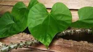 आपकी सेहत के लिए गिलोय कैप्सूल या ताजा गिलोय में से क्या है बेहतर? आइये पता करते हैं