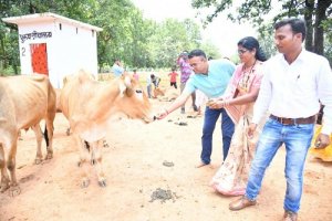 गौमूत्र बनेगा ग्रामीणों की आर्थिक समृद्धि का आधार कलेक्टर श्री चंदन कुमार सानदेवड़ा गोठान से हुई जिले में गौमूत्र ख़रीदी की शुरुआत