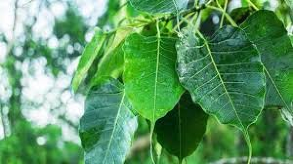 पौधों में बसते हैं भगवान, छोटी सी बगिया से सजाएं अपना घर