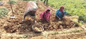सूरजपुर : गौठान के बाड़ी में आलू का हो रहा बंपर उत्पादन