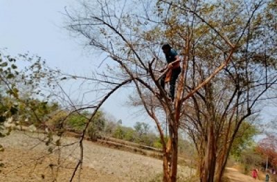 राज्य सरकार की प्रोत्साहन योजना से प्रदेश में लाख की खेती के प्रति बढ़ा किसानों का रूझान