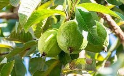 अमरूद ही नहीं बल्कि इसके पत्ते भी हैं सेहत के लिए अच्छे, वजन घटाने से लेकर ब्लड शुगर कम करने तक में दिखता है असर