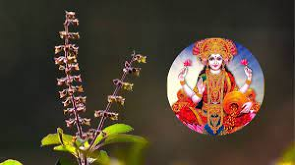 रंगभरी एकादशी पर करें तुलसी की उपासना, मां लक्ष्मी की मिलेगी कृपा, घर में आएगी खुशहाली